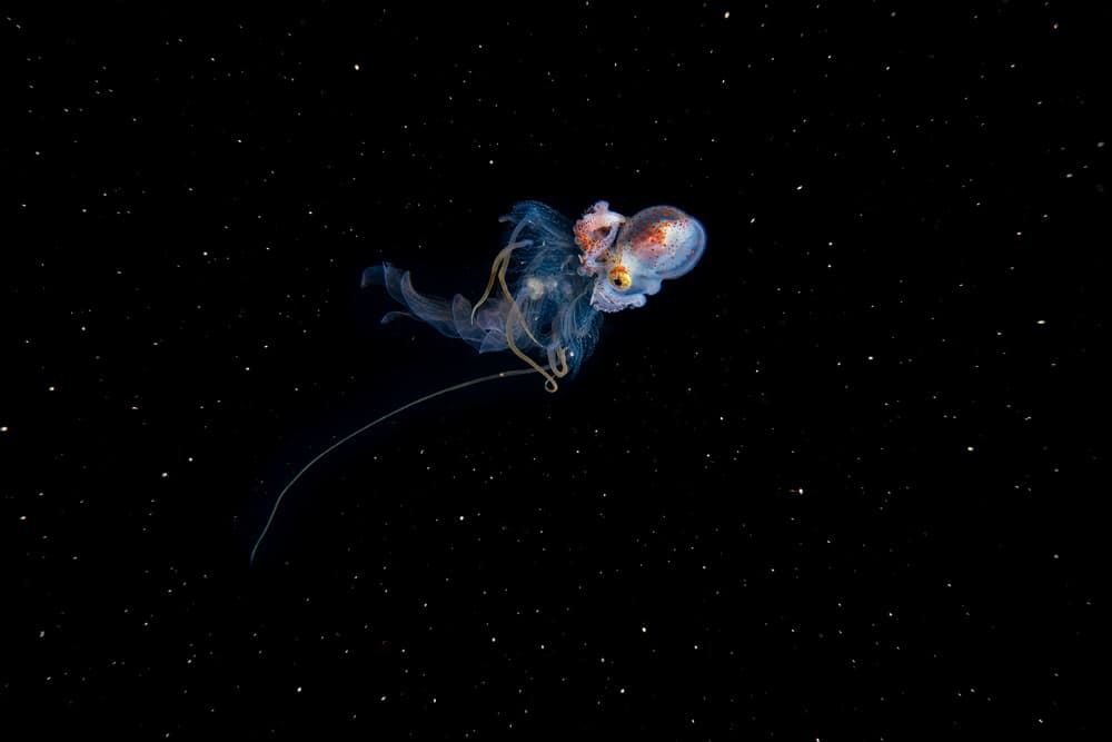 Ethereal Deep Sea Octopus by Roberto Marchegiani — canvas wall art