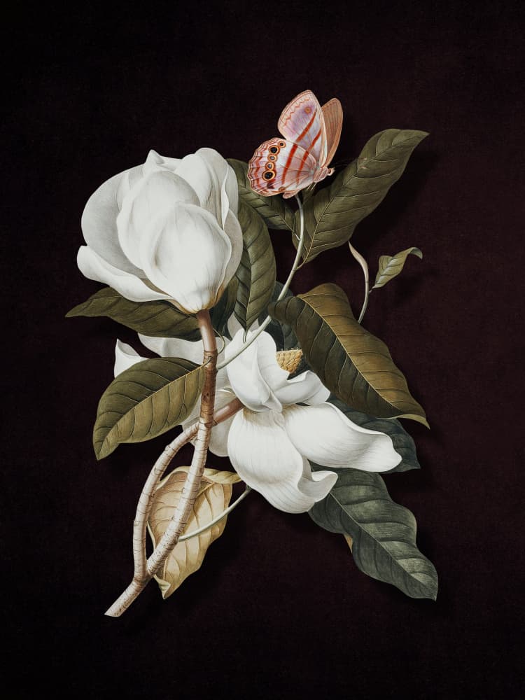 Magnolia Butterfly Bloom by Marja van den Hurk — canvas wall art