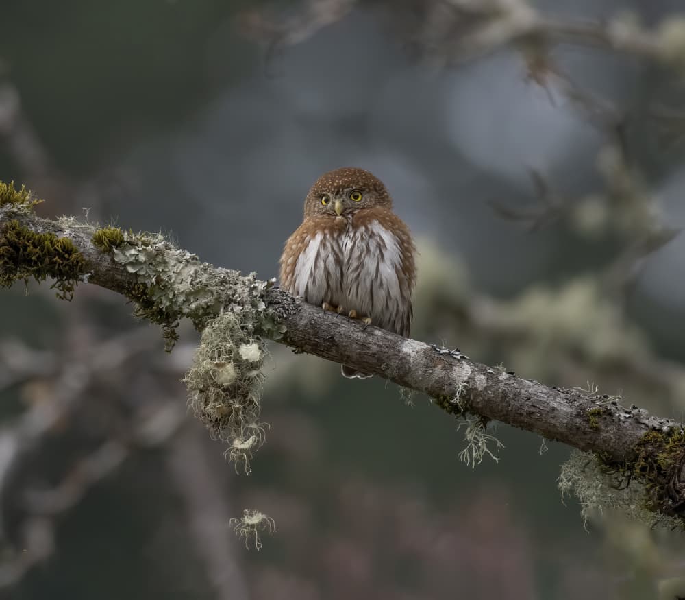 Little Owl's Gaze by Judy Tseng — canvas wall art
