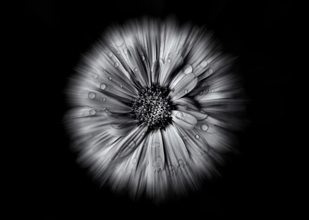 Black White Dewdrop Bloom by The Learning Curve Photography — canvas wall art