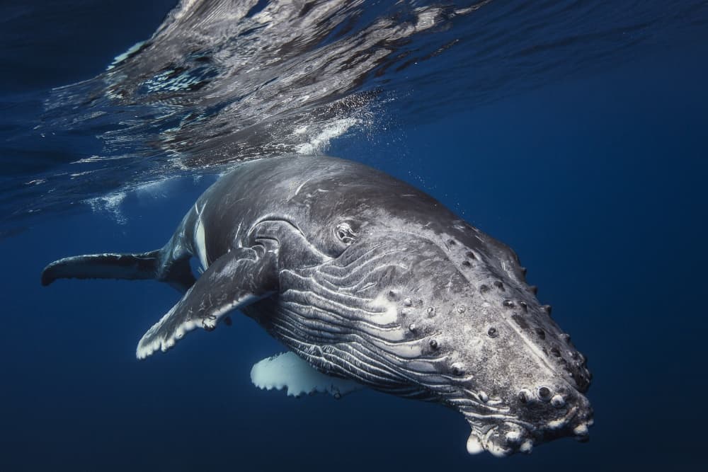 Deep Blue Humpback Whale by Barathieu Gabriel — canvas wall art