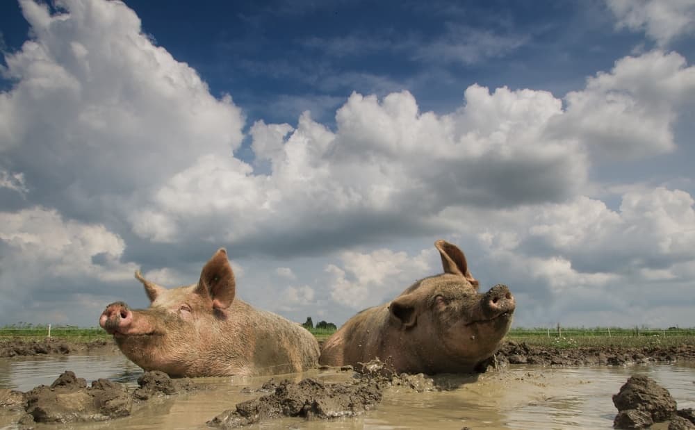 Happy Pigs Mud Bath by Gert van den Bosch — canvas wall art