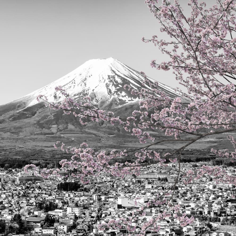 Mount Fuji Cherry Blossoms by Melanie Viola — canvas wall art