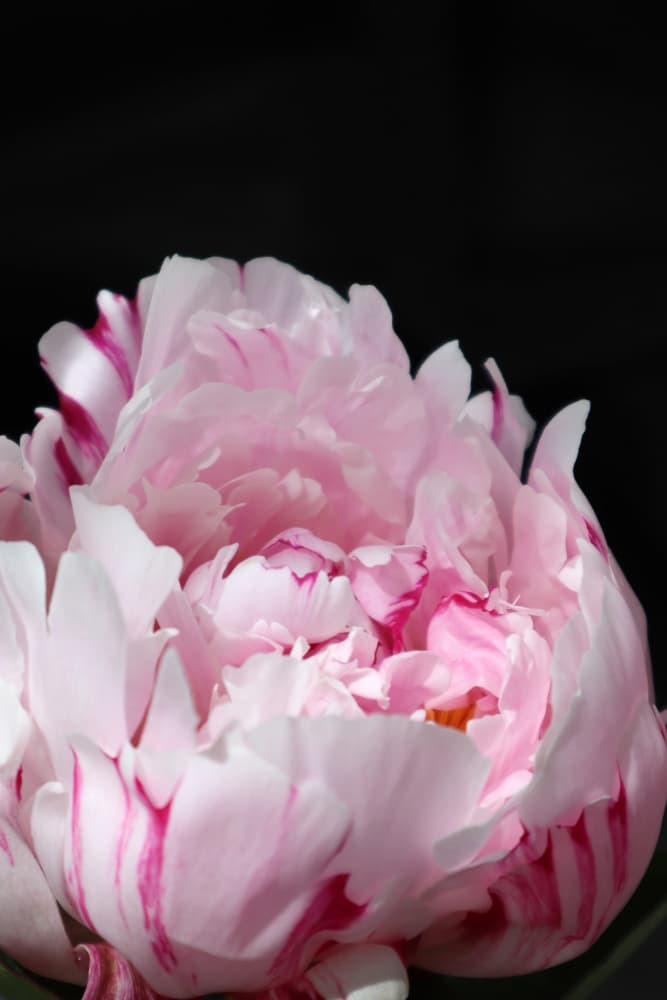 Soft Pink Peony by Rosana Laiz Blursbyai — canvas wall art