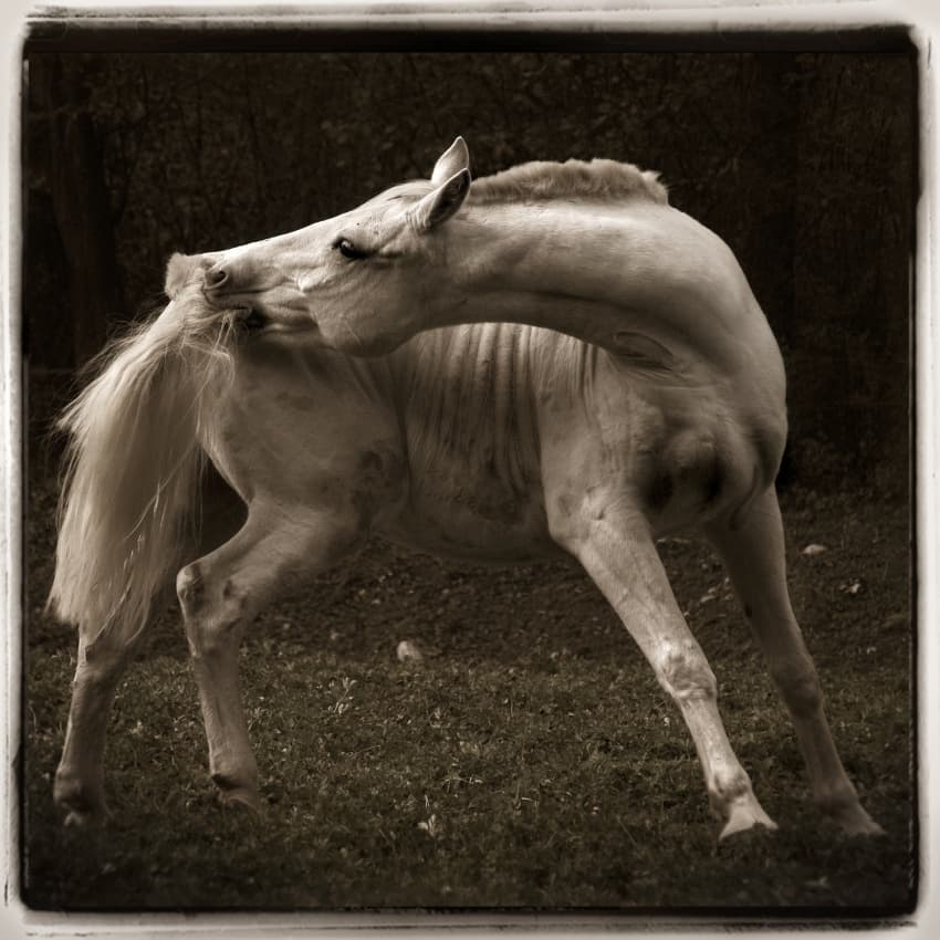 Graceful Horse Action by Milan Malovrh — canvas wall art
