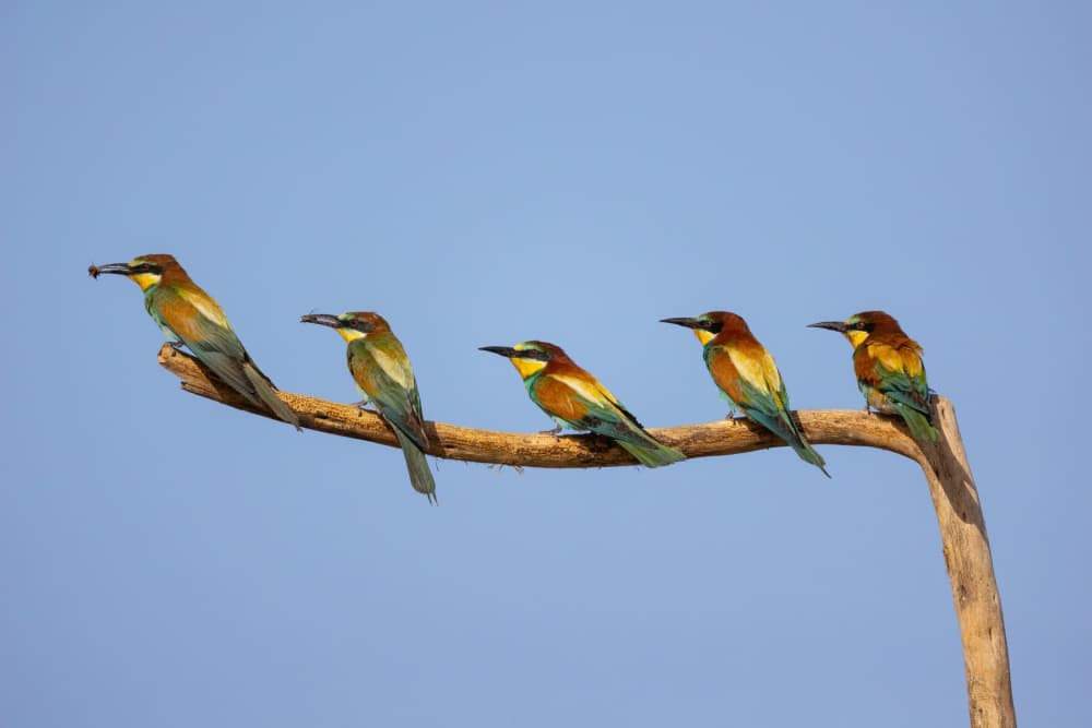 Five Colorful Bee-Eaters by Guy Wilson — canvas wall art