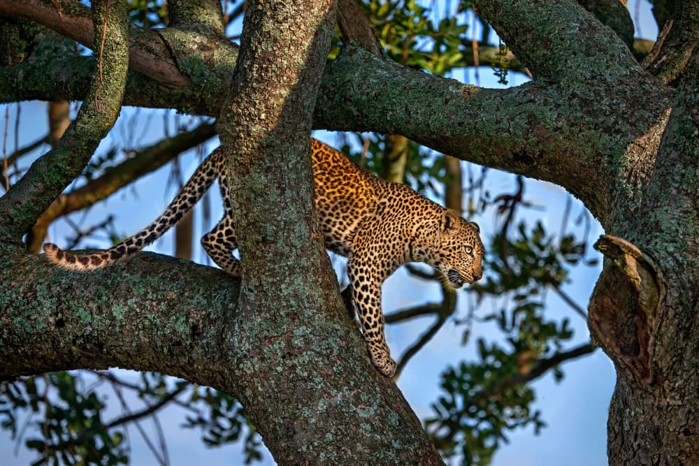 African Leopard Climbs by Xavier Ortega — canvas wall art