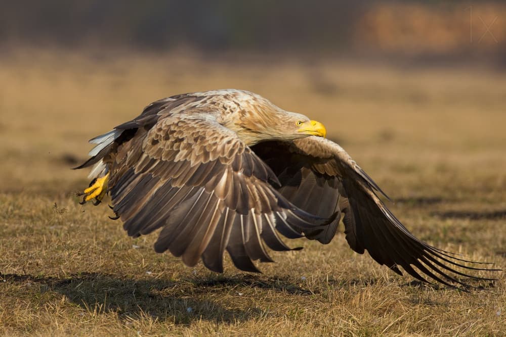 Majestic Eagle Takes Flight by Valerio Ferraro — canvas wall art
