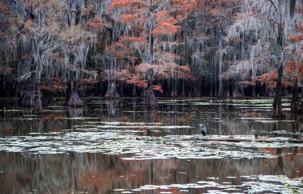 Heron In Autumn Cypress Swamp by Summer2016 — canvas wall art