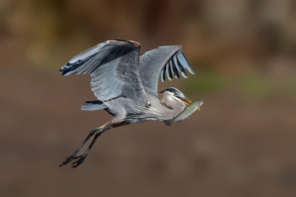 Great Blue Heron Catch by Bill Lu — canvas wall art