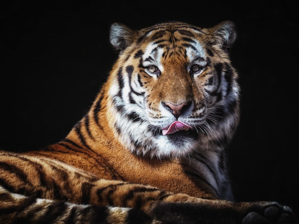 Majestic Tiger Licking Lips by Franz Baumann — canvas wall art