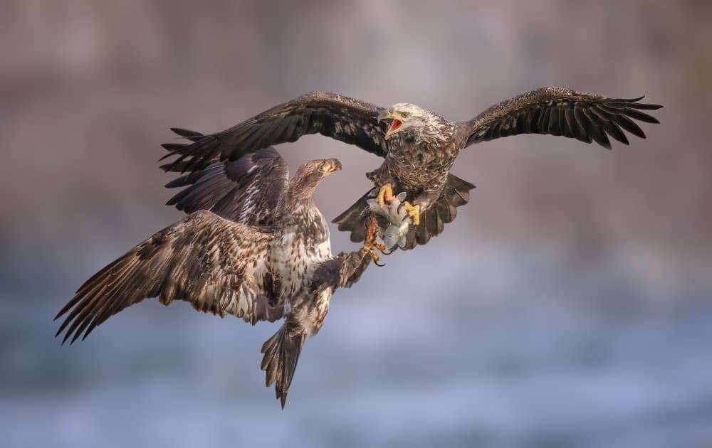 Eagles in Aerial Combat by Tao Huang — canvas wall art
