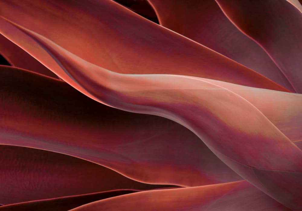 Red Organic Flow by Robin Wechsler — canvas wall art