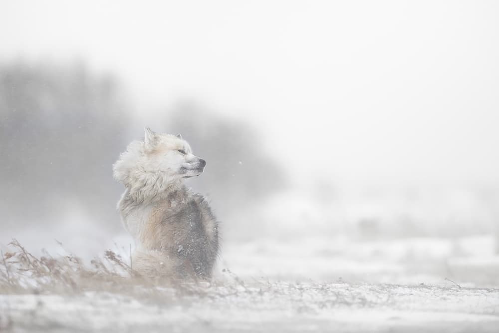 Peaceful Fox in Snow by Marco Pozzi — canvas wall art