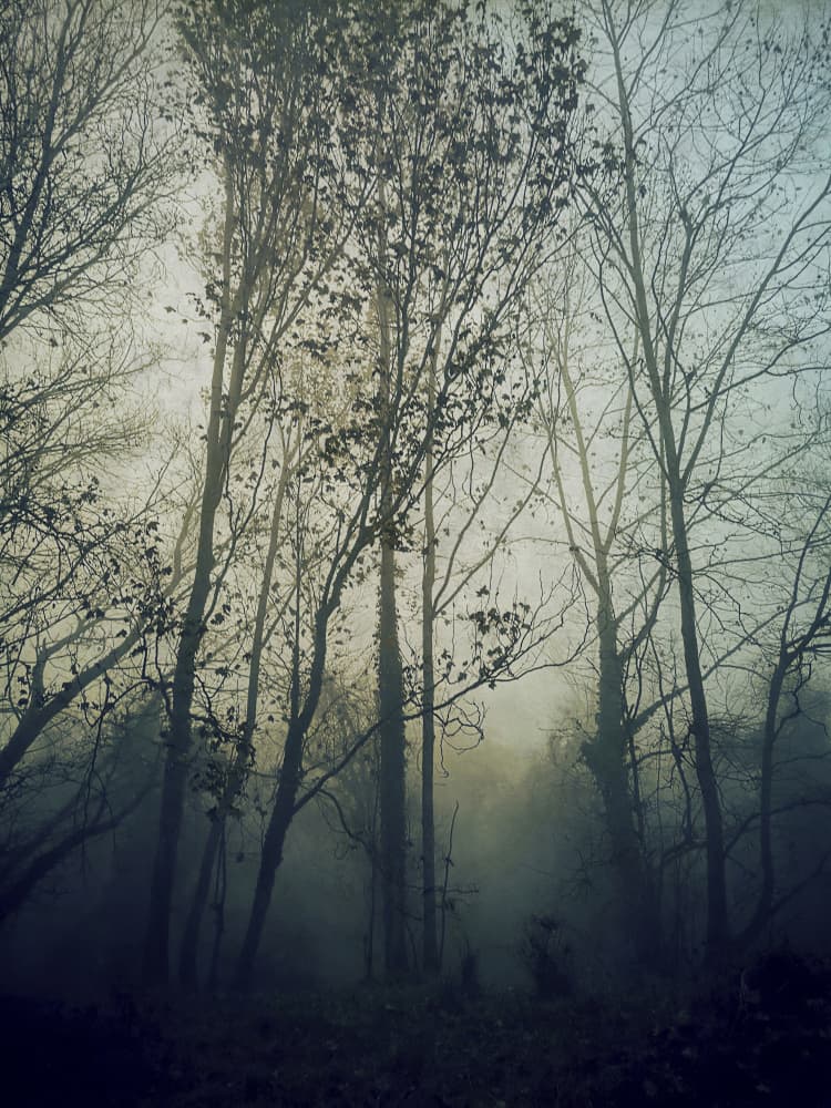 Atmospheric Forest Mist by Angelo Cerantola — canvas wall art