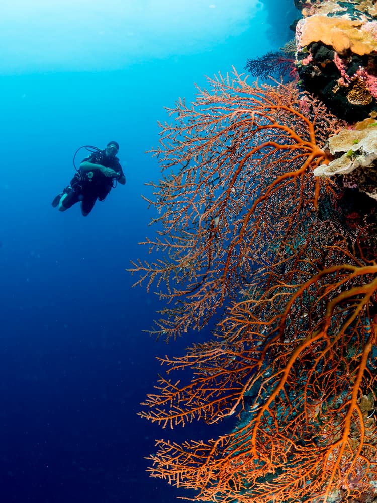 Scuba Diver Coral Wall by Ilan Ben Tov — canvas wall art