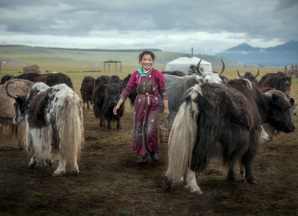 Mongolian Woman and Yaks by Frank Ma — canvas wall art