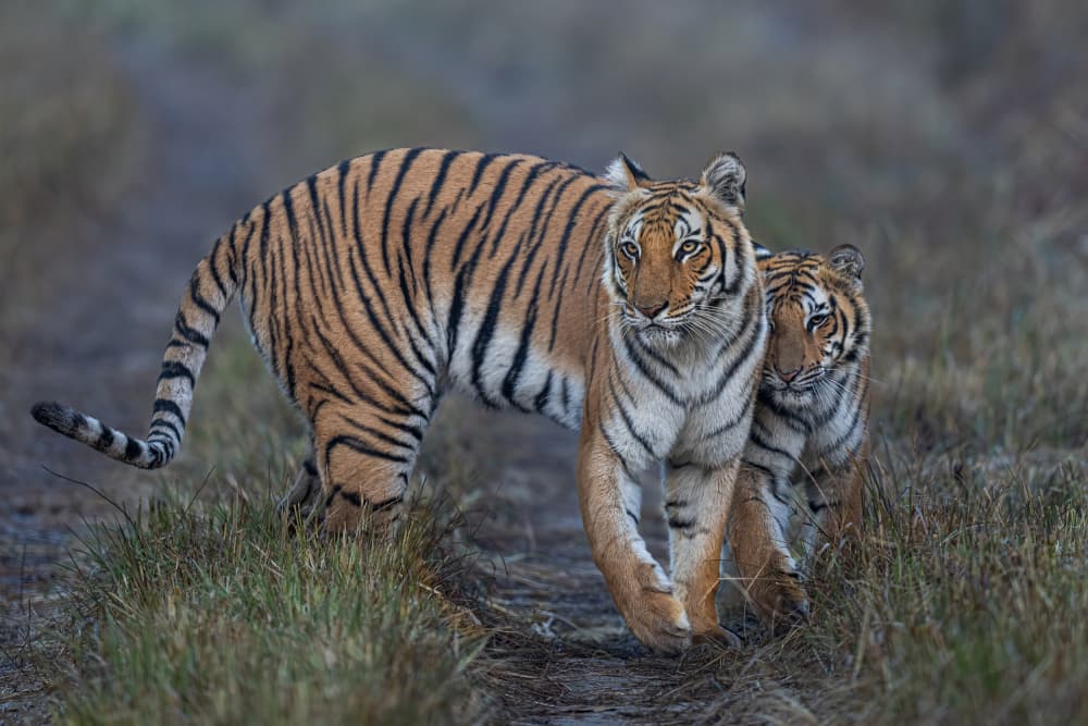Tiger Mother and Cub by Yogesh Bhatia — canvas wall art