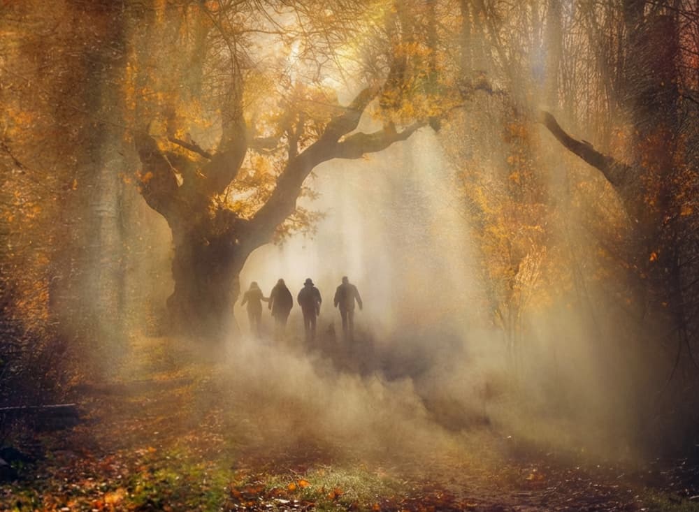 Misty Autumn Forest Walk by Anette Ohlendorf — canvas wall art