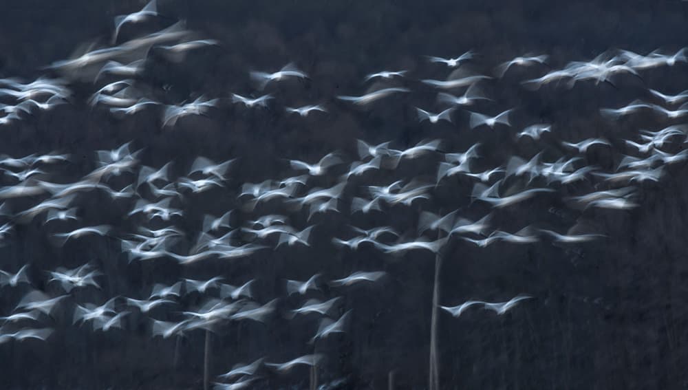 Graceful Birds in Flight by Larry Deng APA — canvas wall art