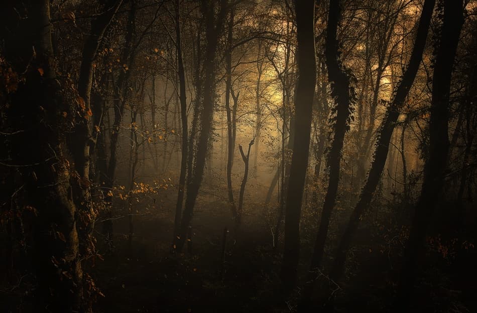 Misty Autumn Forest by Norbert Maier — canvas wall art