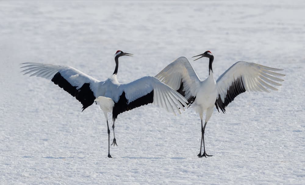 Elegant Cranes In Snow by Jie Fischer — canvas wall art