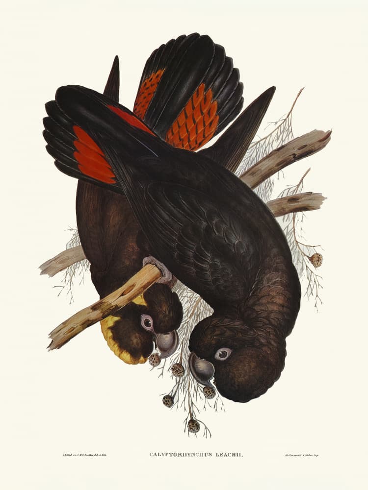 Leach's Cockatoo by Elizabeth and John Gould — canvas wall art