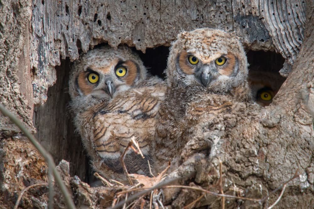 Curious Baby Owls by Nick Kalathas — canvas wall art