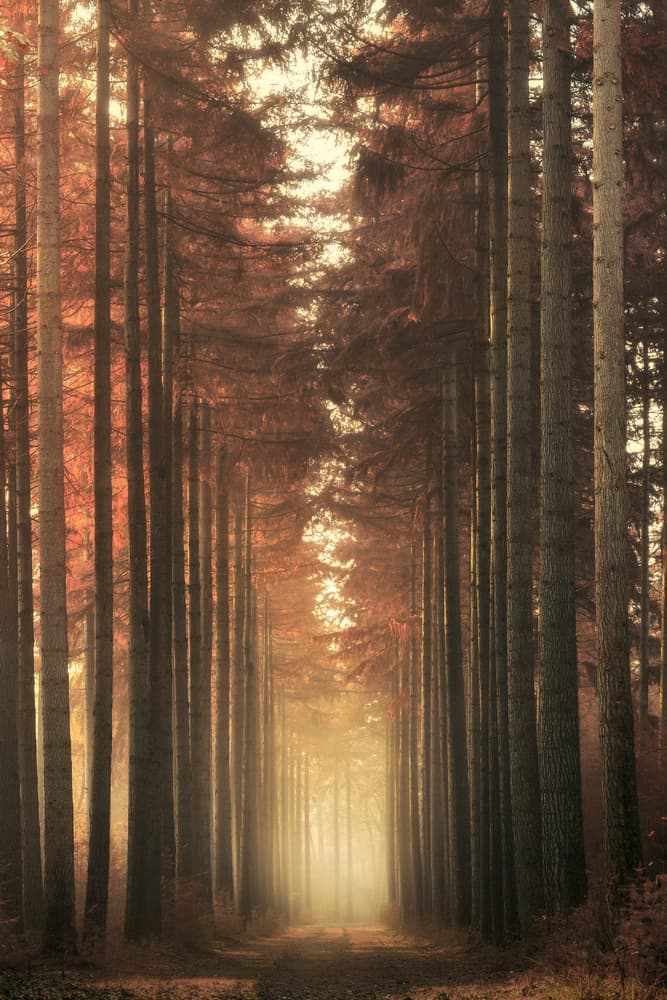 Golden Forest Path by NingYun Ye — canvas wall art