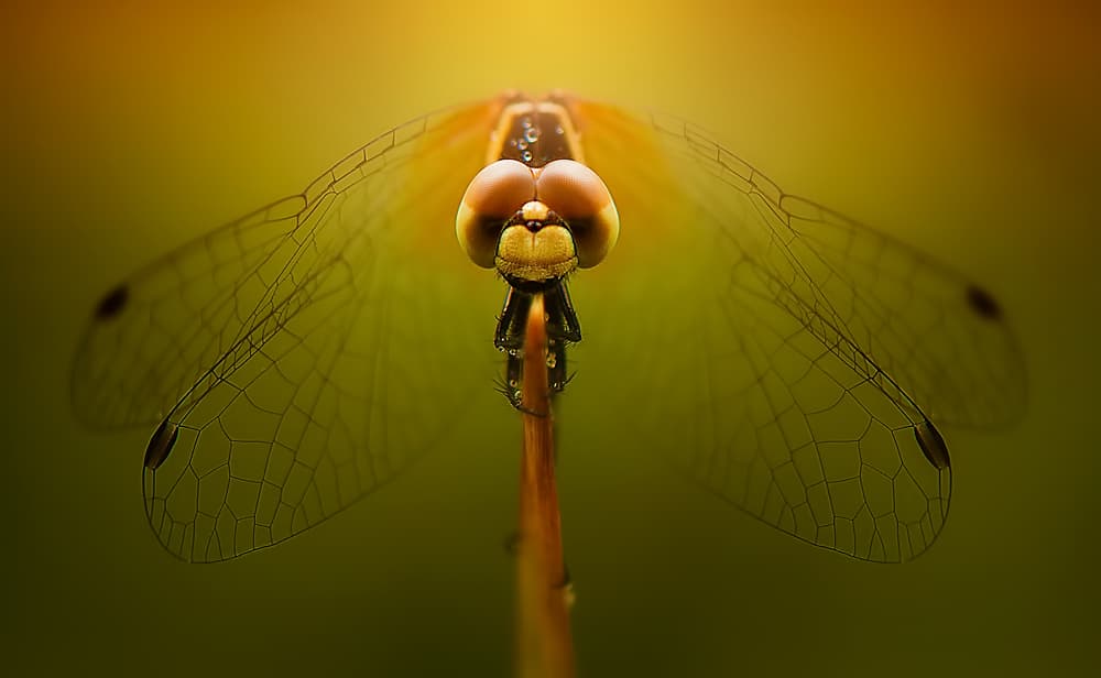 Golden Dragonfly Glow by Rooswandy Juniawan — canvas wall art