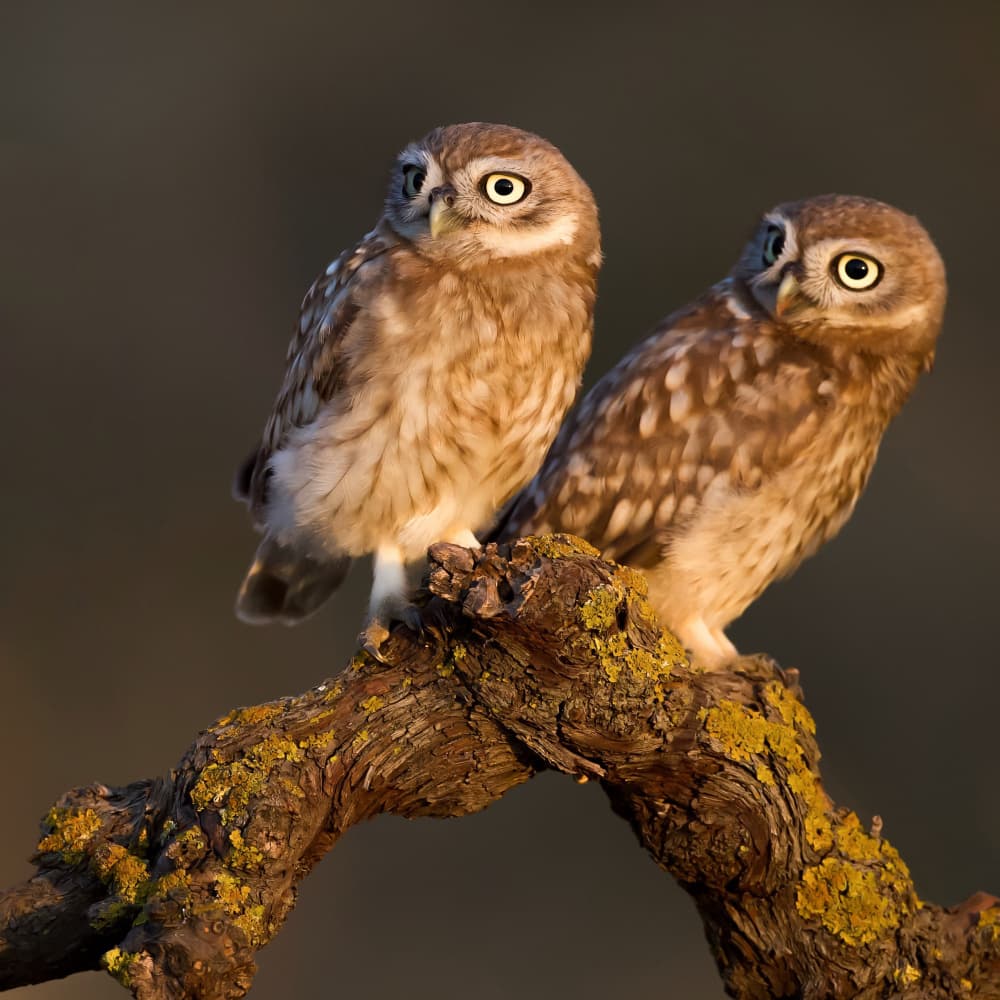Curious Little Owls by David Manusevich — canvas wall art
