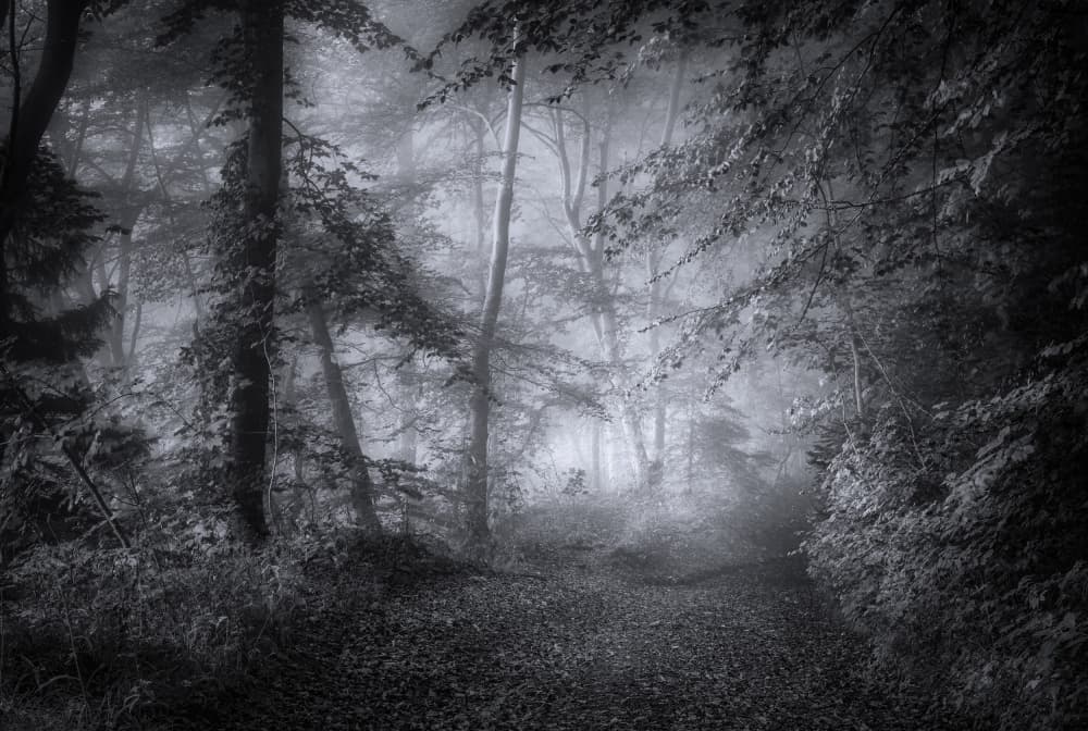 Mysterious Foggy Woods by Norbert Maier — canvas wall art