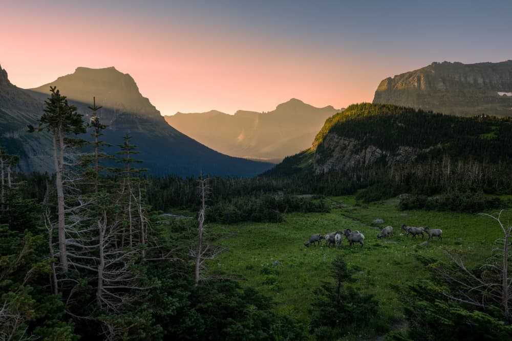Bighorn Sheep Golden Hour by Wenjin Yu — canvas wall art