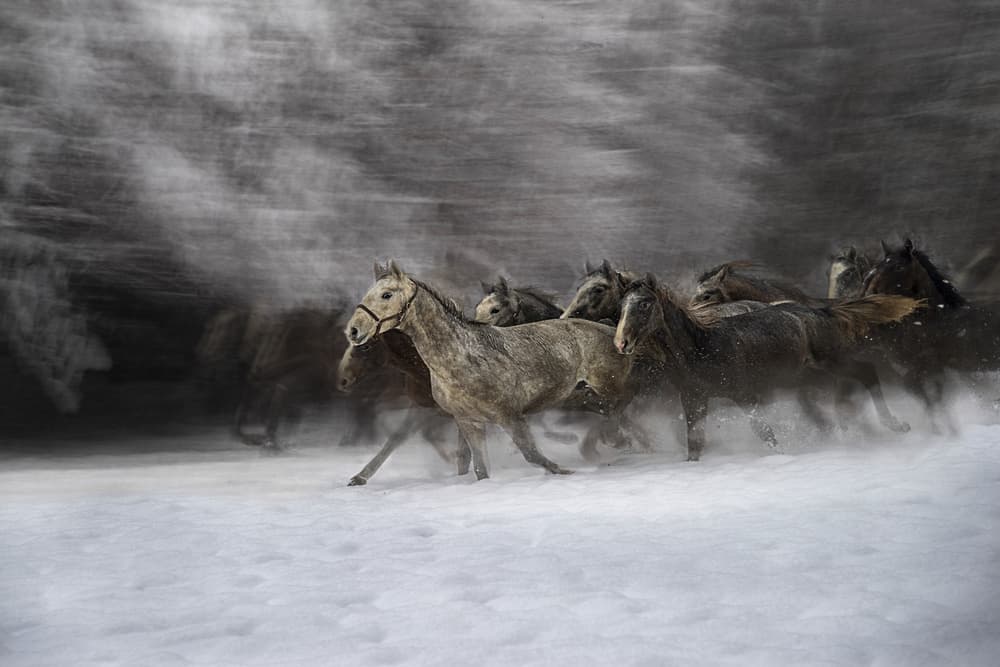Snowy Horses Galloping by Milan Malovrh — canvas wall art
