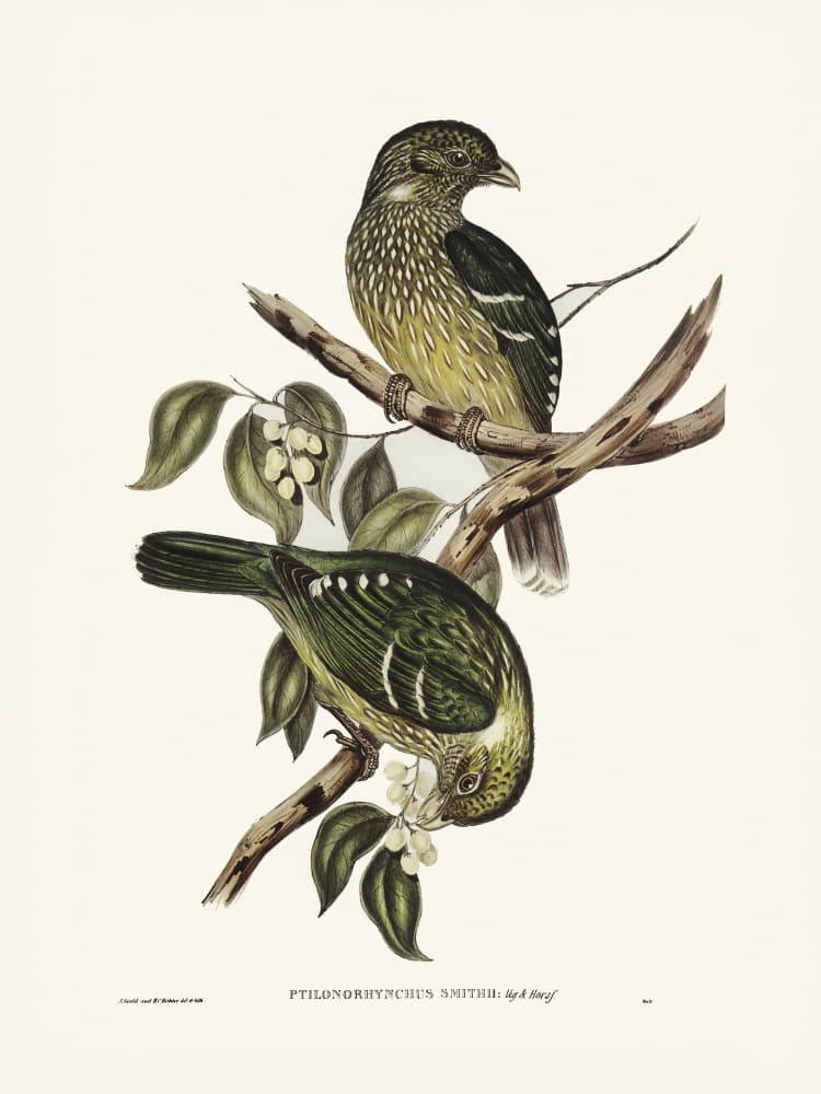 Cat Bird by Elizabeth and John Gould — canvas wall art