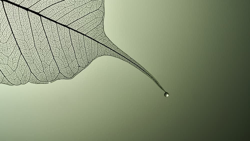 Delicate Leaf Droplet by Drazen Sokac — canvas wall art