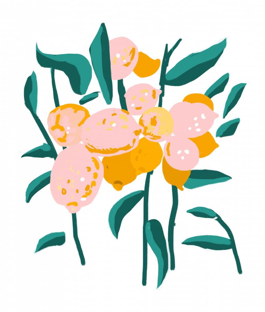 Modern Pink Lemons by Uma Gokhale — canvas wall art