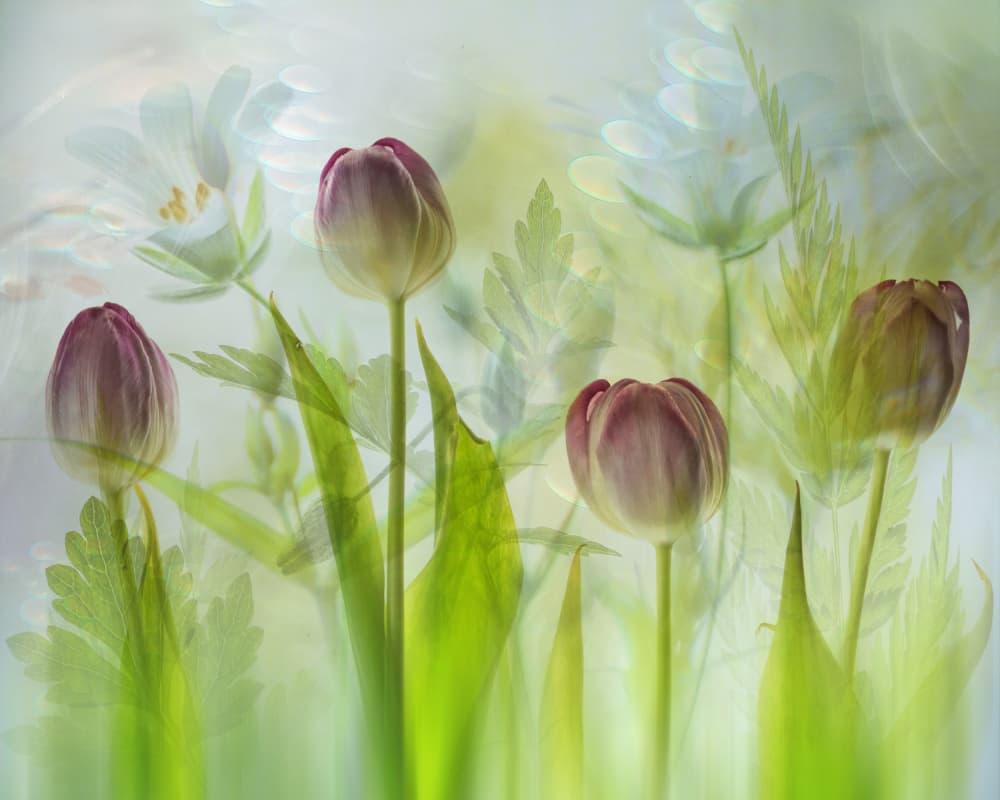 Dreamy Spring Tulips by Hilda van der Lee — canvas wall art