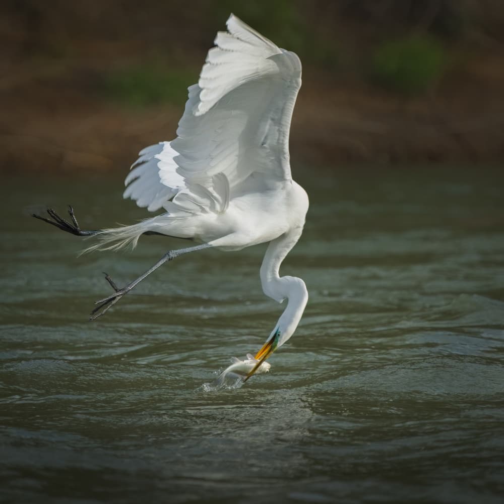 Great Egret Fishing Action by Alex Li — canvas wall art