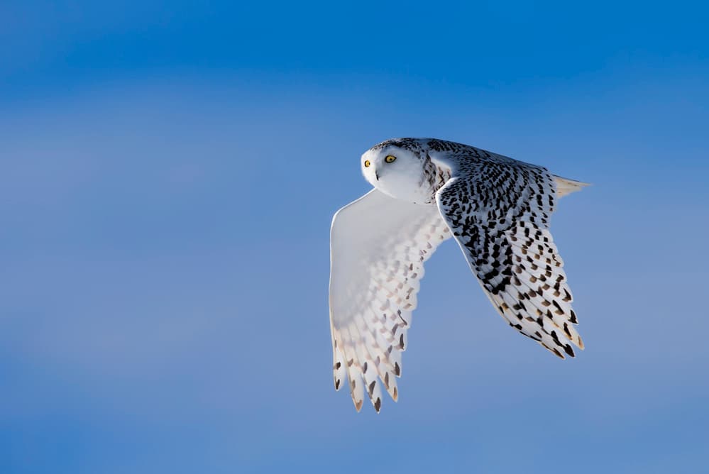 Snowy Owl In Flight by Jun Zuo — canvas wall art