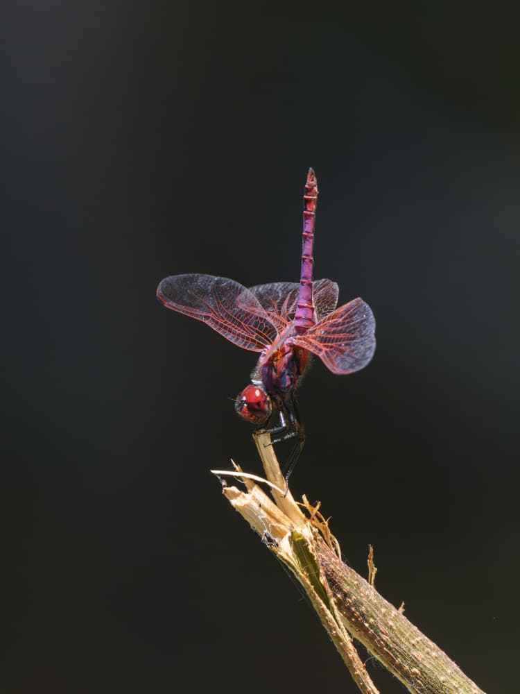 Vibrant Purple Dragonfly by engin akyurt — canvas wall art