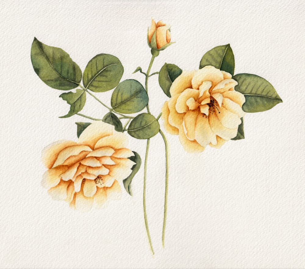 Soft Yellow Roses by Salome — canvas wall art