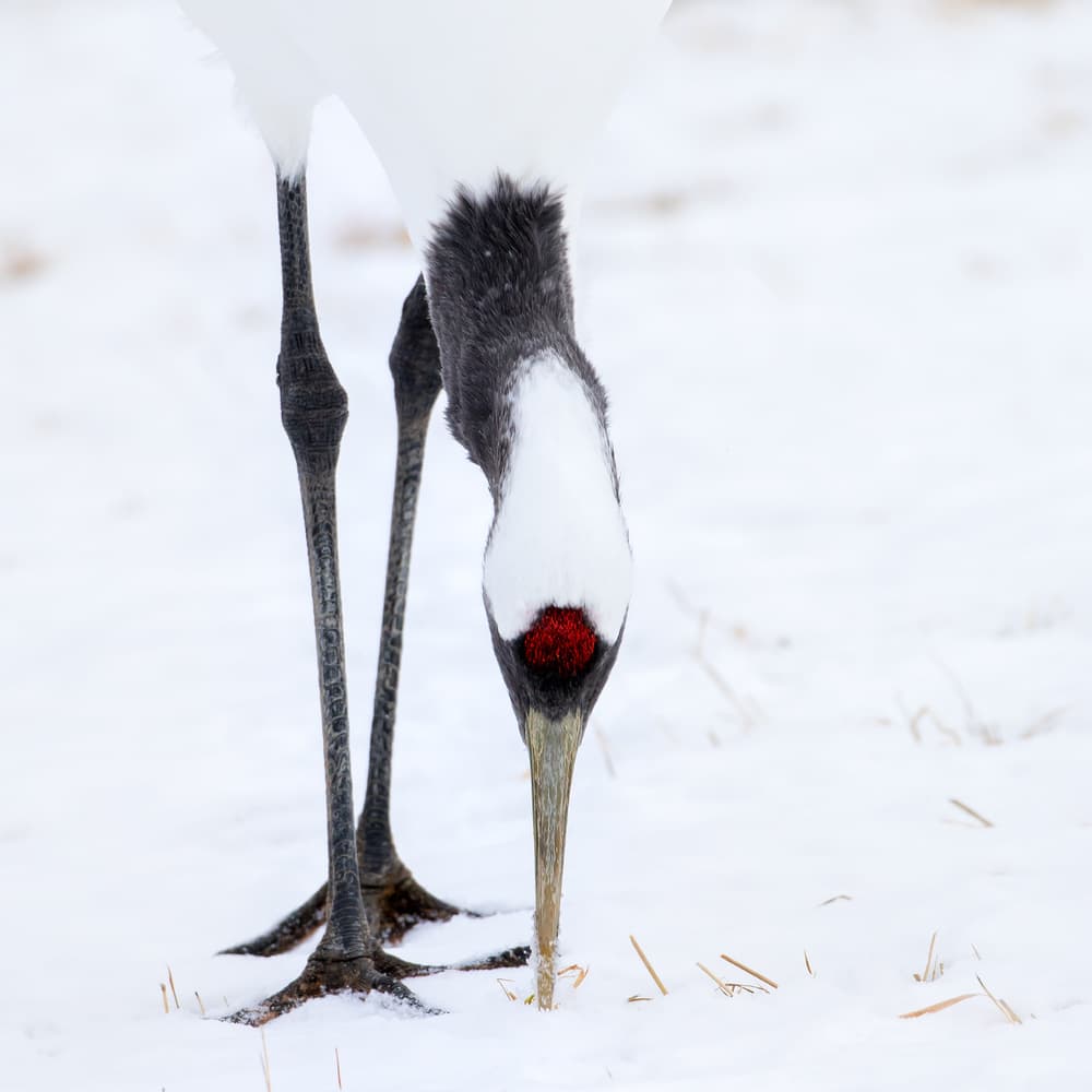 Elegant Crane In Snow by Gunarto Song — canvas wall art