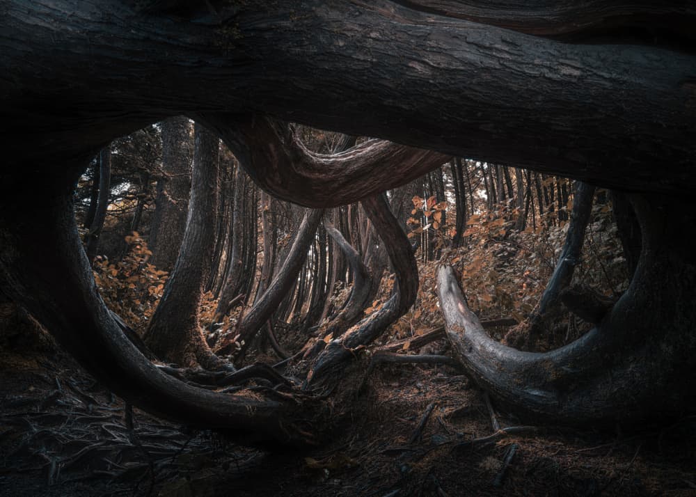 Gnarled Forest Archway by Tony Xu — canvas wall art