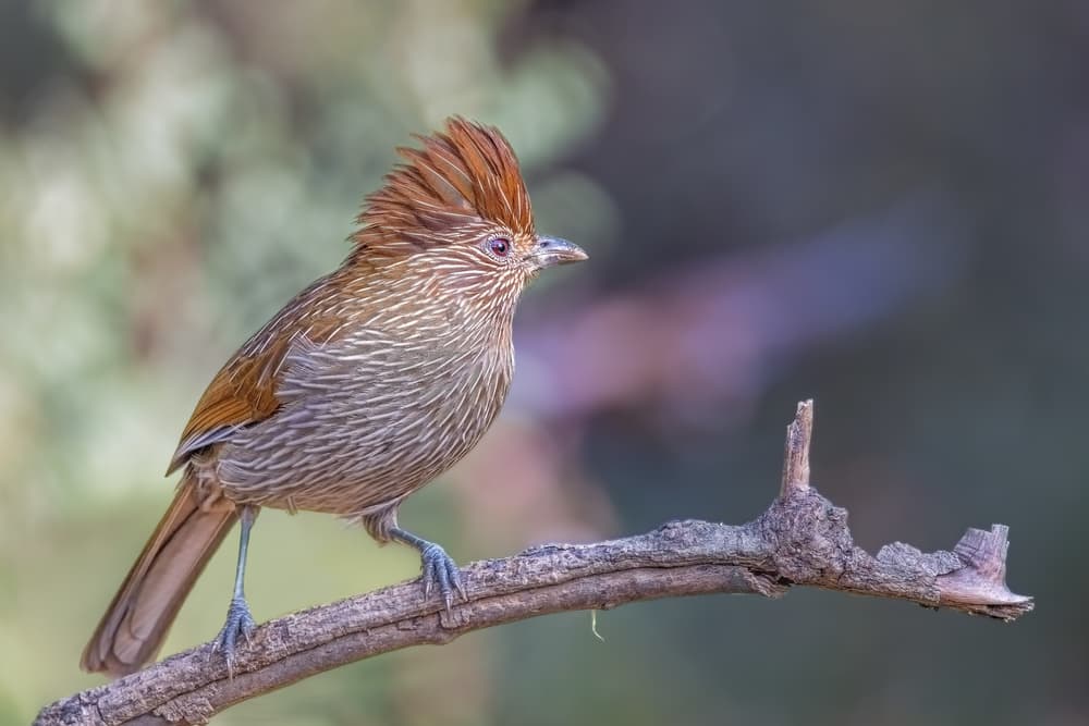 Crested Bird Perched by Rahul Wedpathak — canvas wall art