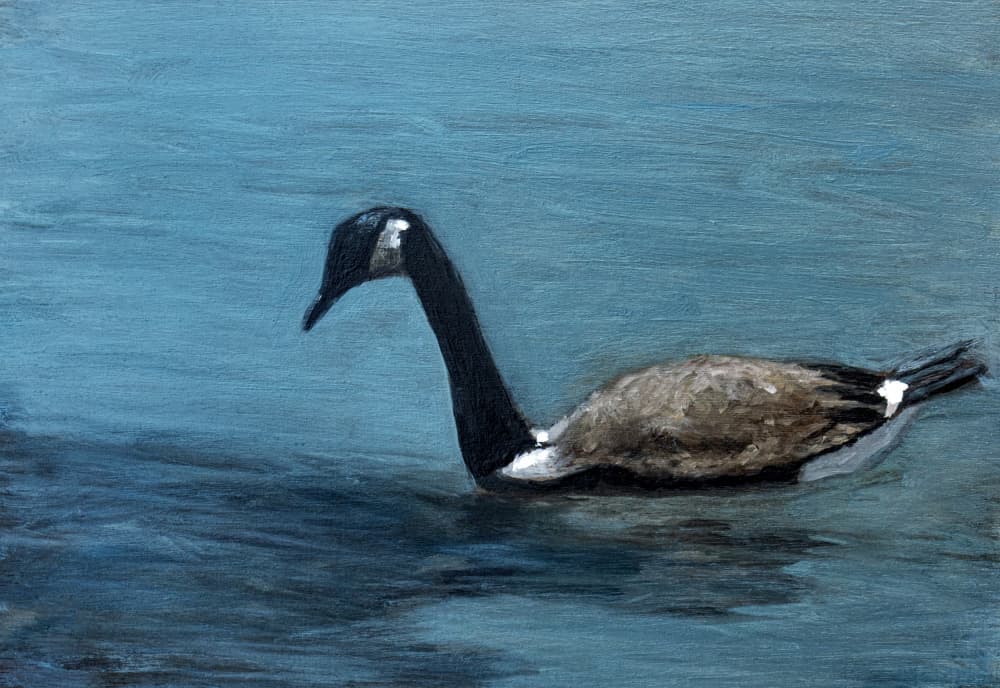 Goose on Calm Water by Claire Lerner — canvas wall art
