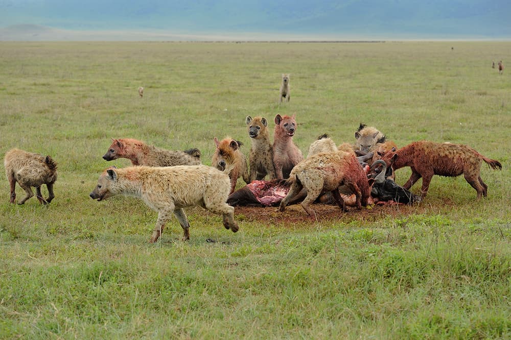 African Hyenas Feast by Marco Pozzi — canvas wall art