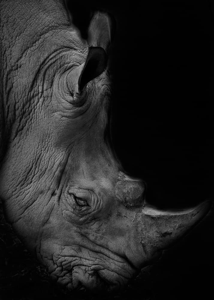 Dramatic Rhino Portrait by Kaisyakuji Yushi — canvas wall art