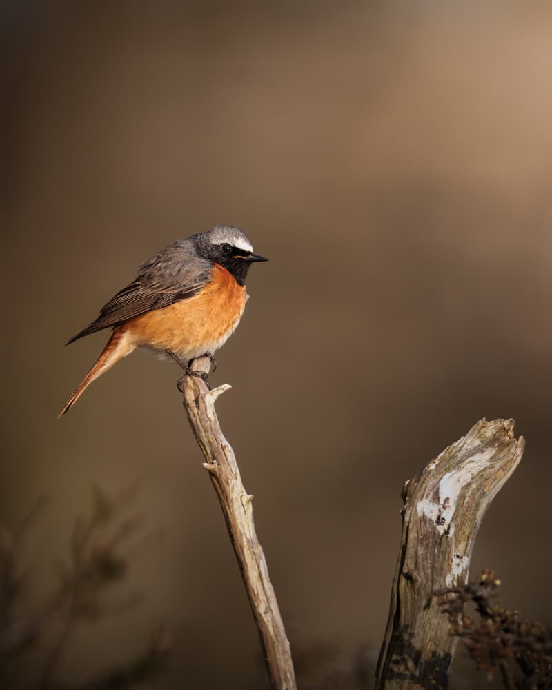 Orange Redstart Perched by Magnus Renmyr — canvas wall art