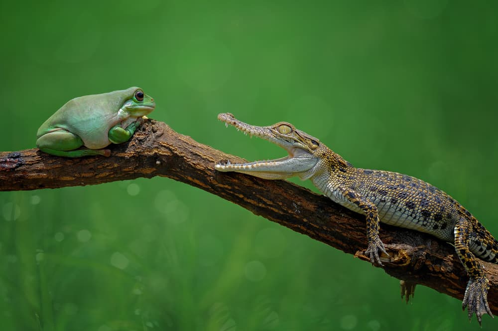 Frog Meets Crocodile by Edy Pamungkas — canvas wall art